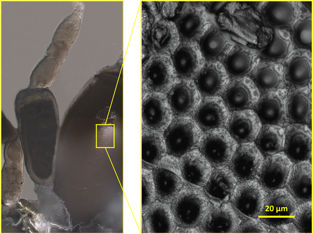 Fruttero et al - Imagen capturada con un microscopio confocal de barrido tridimensional que muestra un folículo ovárico maduro (futuro huevo) y su superficie en la vinchuca Rhod