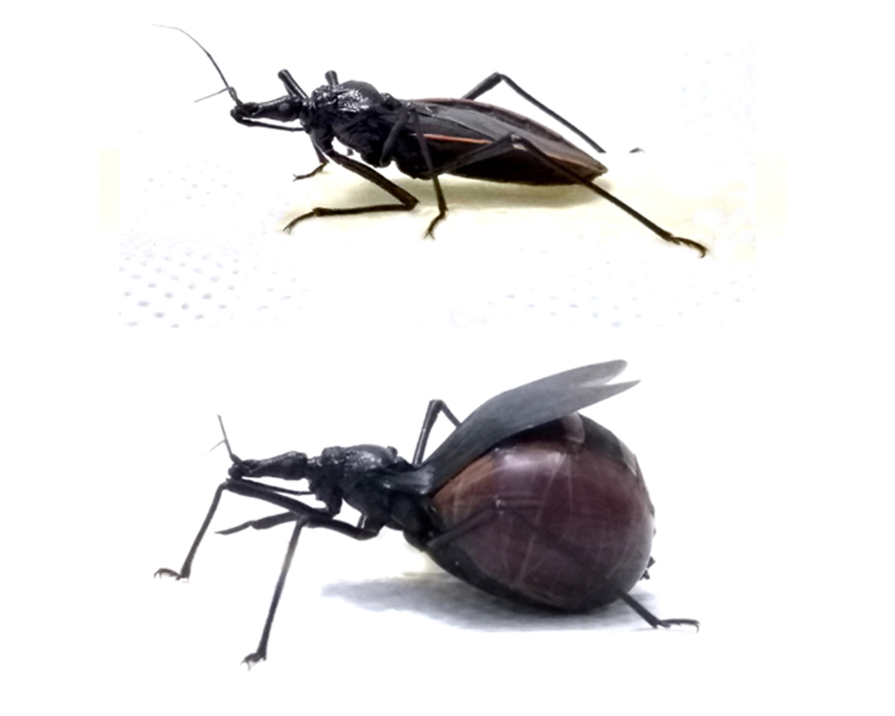 Gula Hembra de la vinchuca Dipetalogaster maxima antes de y después de recibir una comida de sangre