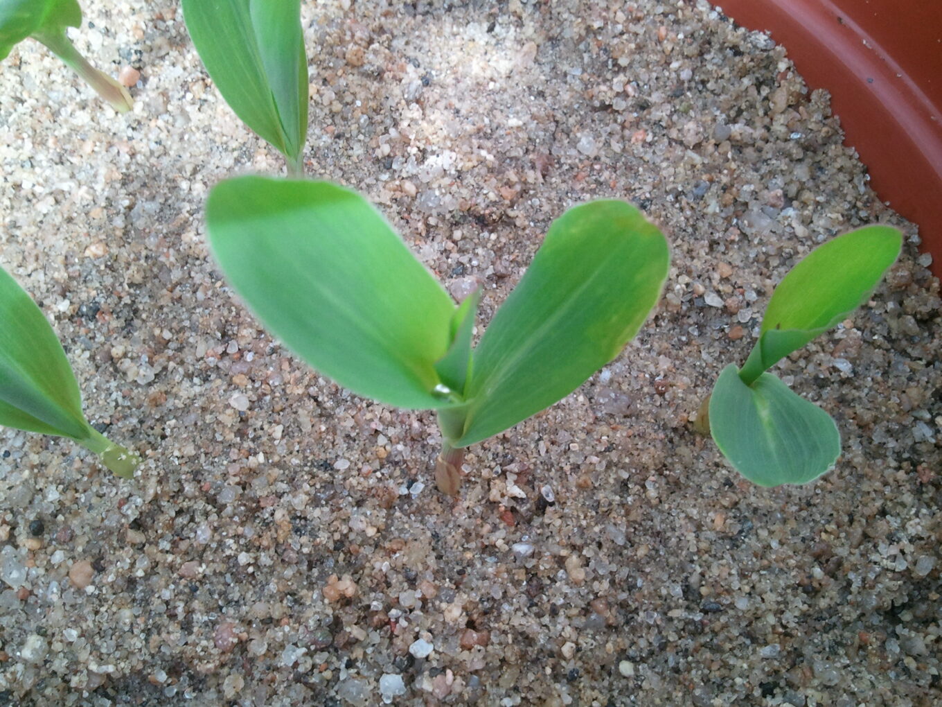 Maíz cultivo