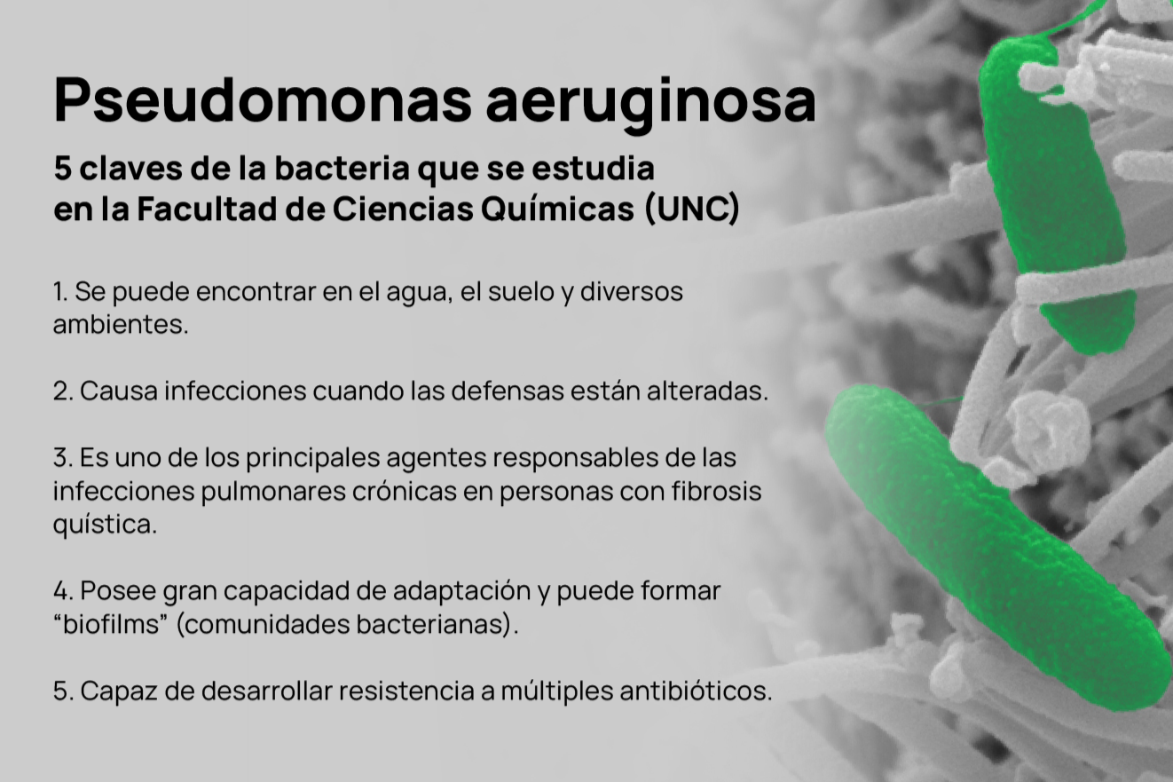 Placa bacteria
